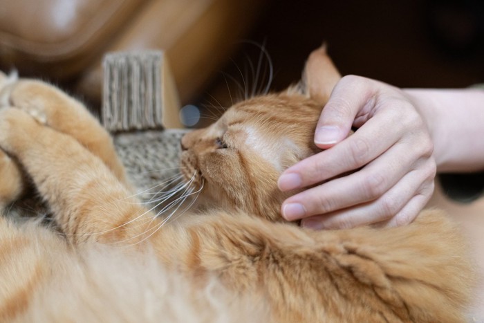 抱かれている猫