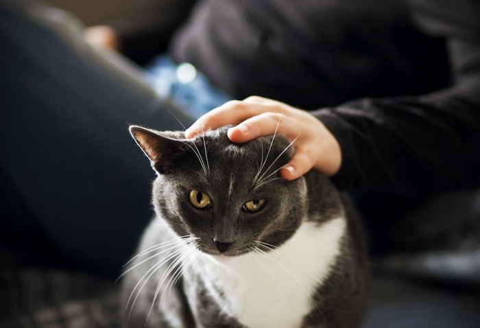 頭を撫でられているグレーと白の猫