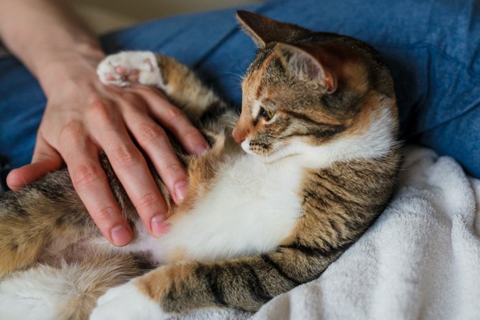 猫のお腹を撫でる人の手