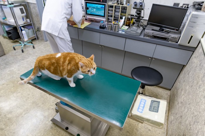 カラーを巻く猫