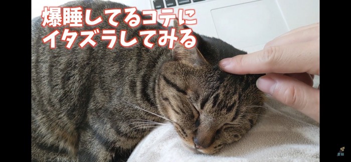 頭をつつかれる猫