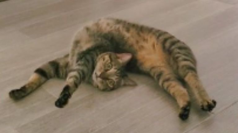 寝転がる猫