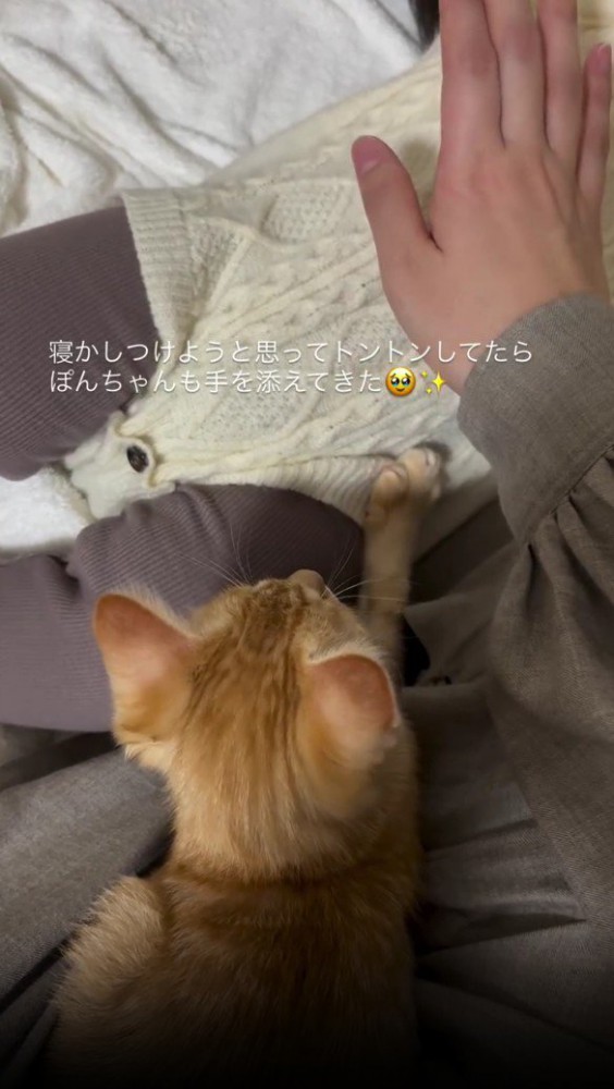 赤ちゃんを寝かしつける子猫