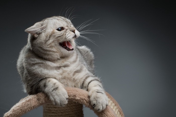イライラする猫