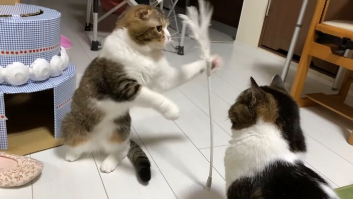 猫じゃらしに前足をかける猫