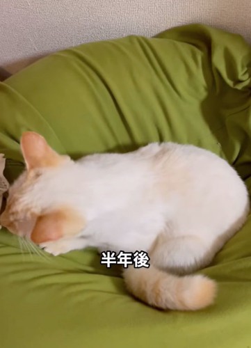 耳と尻尾が茶色に