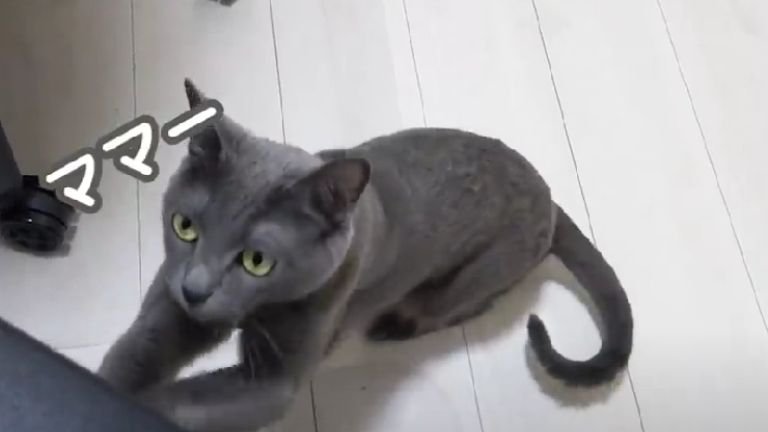 椅子で爪とぎする猫