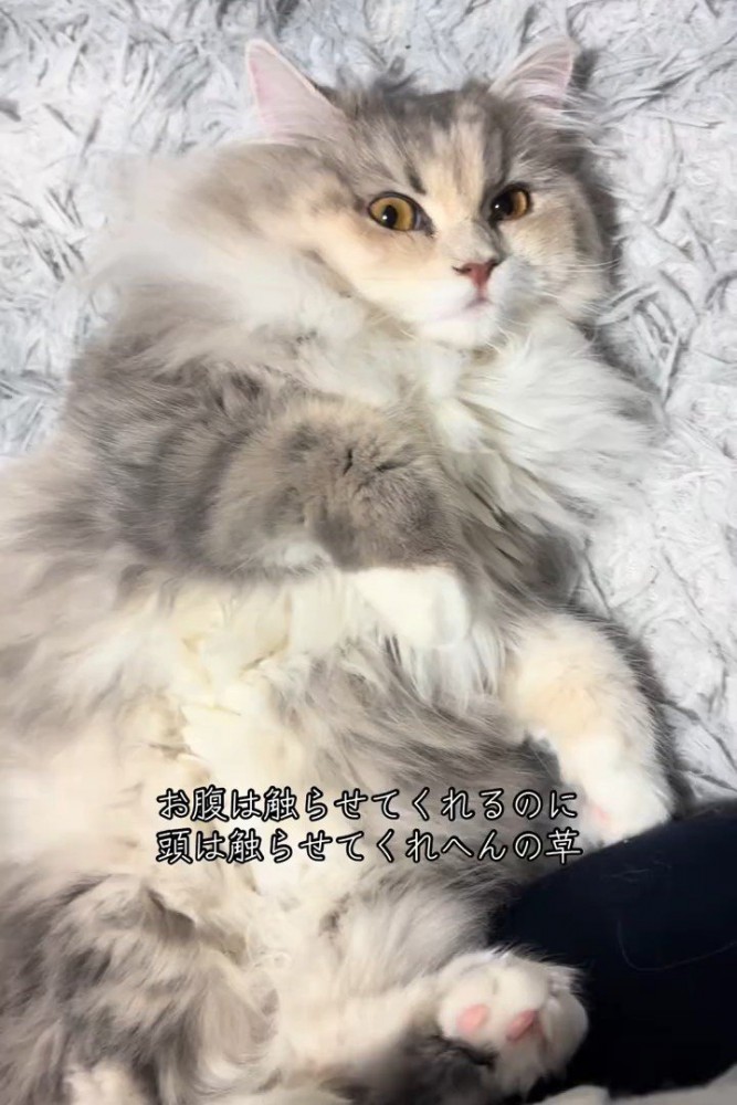 仰向けの猫