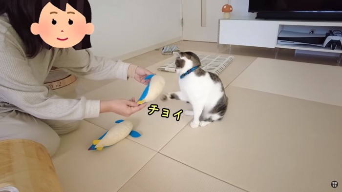 前足でぬいぐるみを触る猫