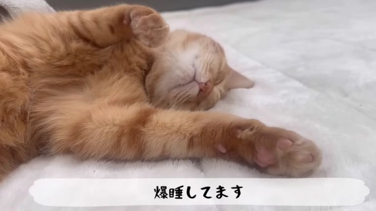 寝ている猫