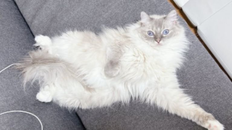 室内にいる猫