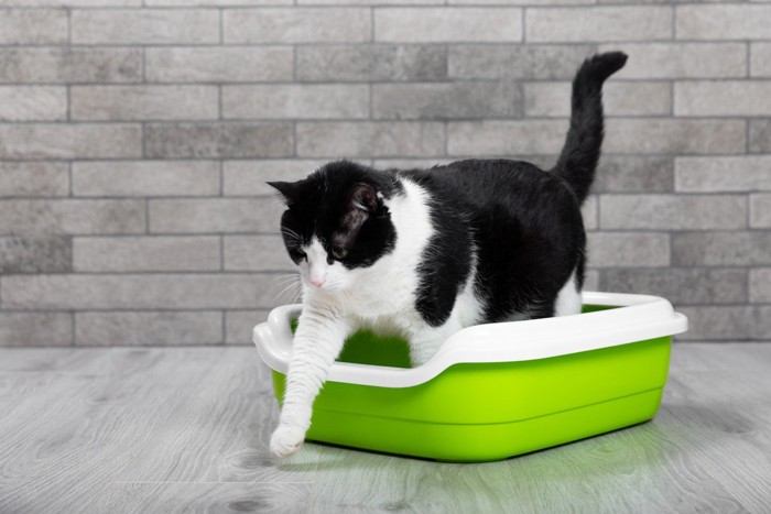 トイレから出ようとする猫