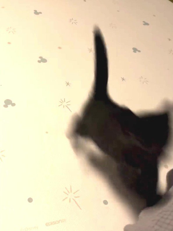 ジャンプする子猫