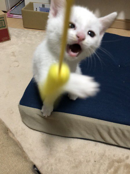 白い子猫