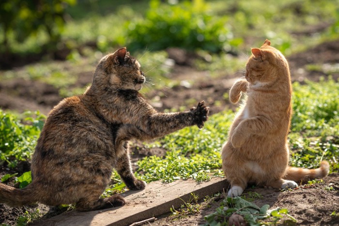 猫パンチ