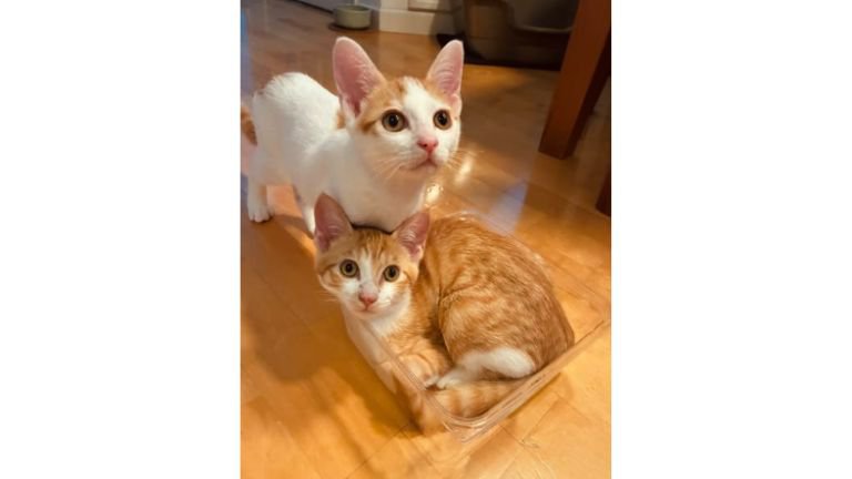 室内にいる猫