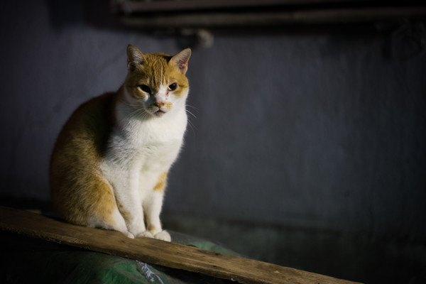 ガラクタの上に佇む猫