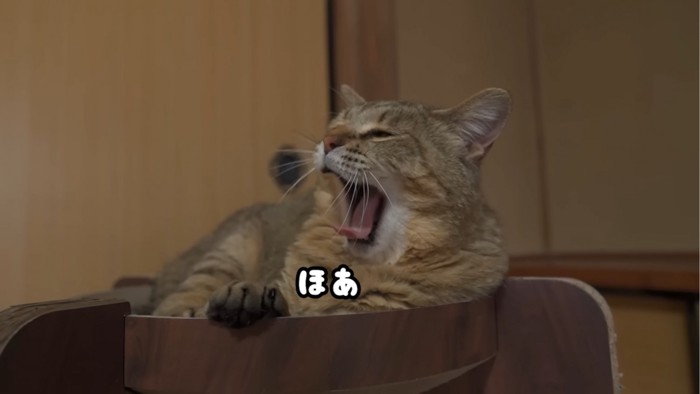 あくびをする猫