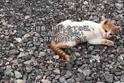 地面に寝転がる猫