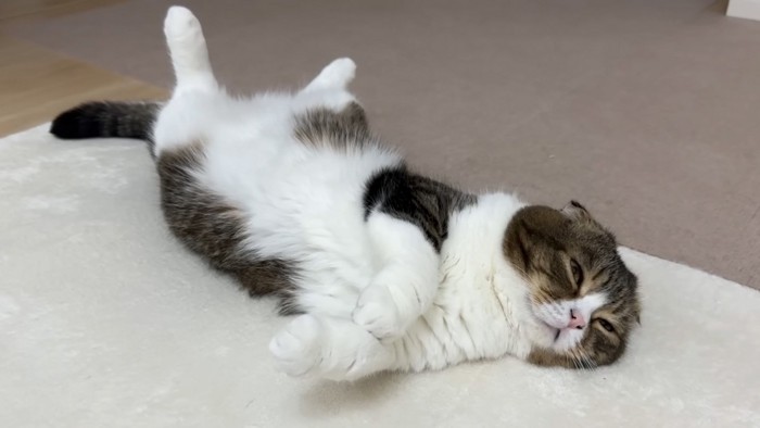 半目の猫