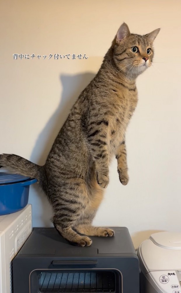 立ち上がる猫