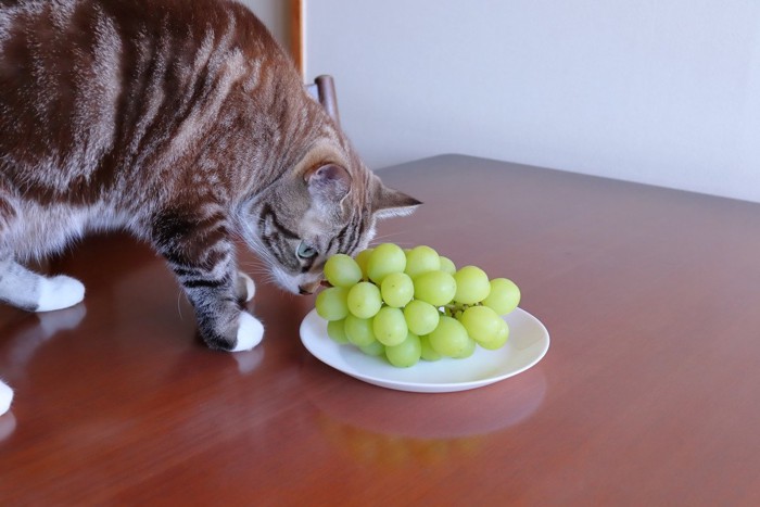 ぶどうと猫