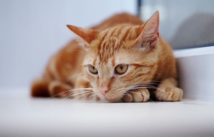 悲しげな表情で伏せている猫