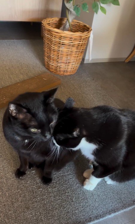 並んで座っている2匹の猫