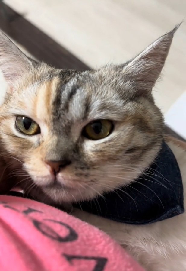 甘える猫