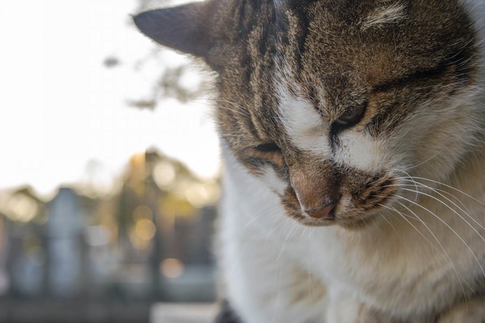 視線をそらす猫