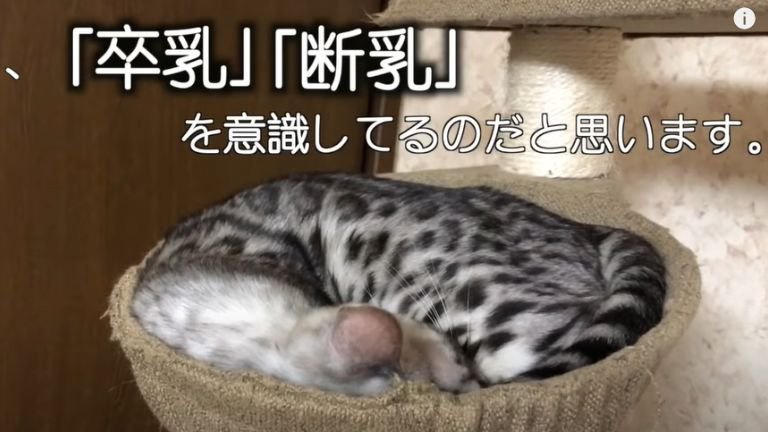 丸まって眠る猫