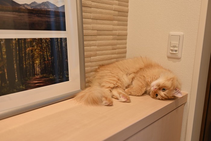 玄関で待ち伏せする猫