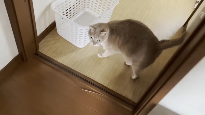 カゴとひのきちゃん