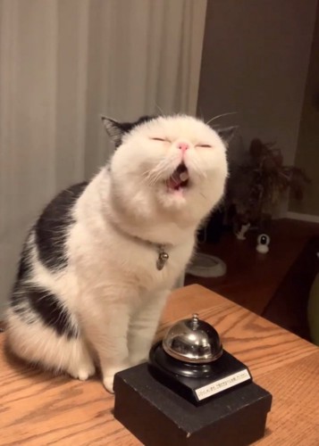 おやつを食べる猫