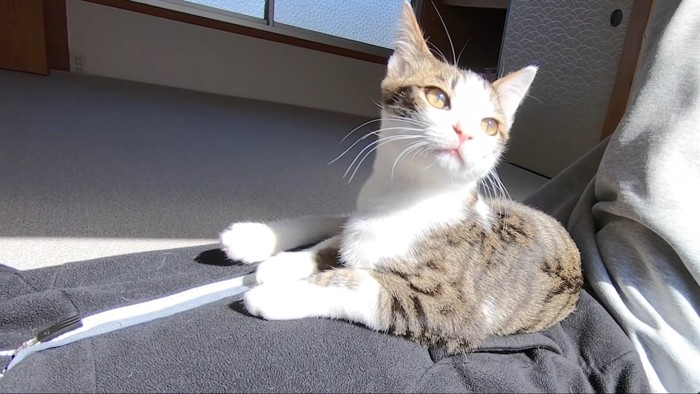 パパさんのお腹の上でひなたぼっこする猫ちゃん