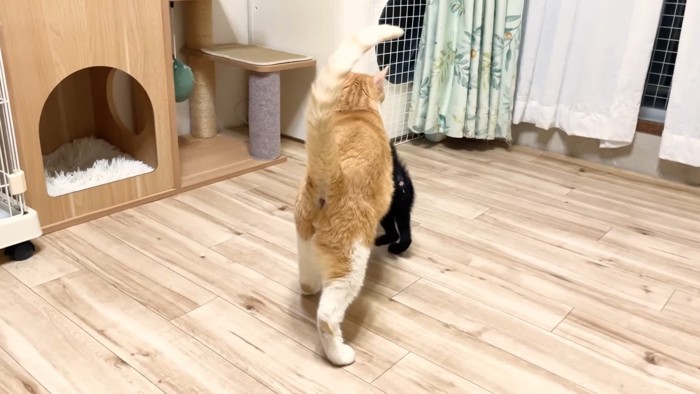 むぎくんの後ろ姿