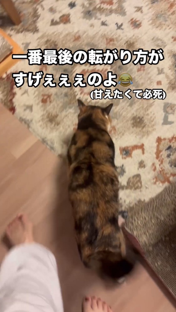 歩く猫の背中