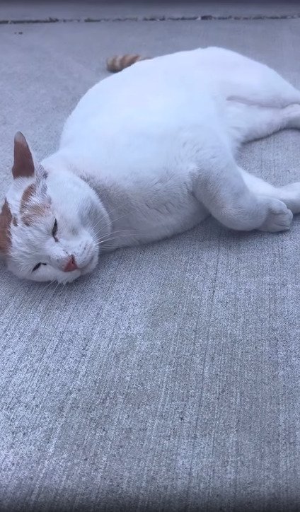 寝転ぶ猫