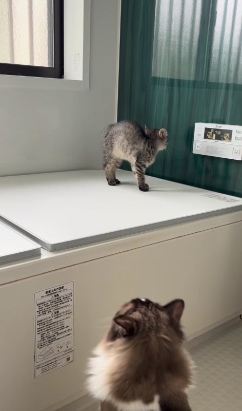 壁に向かって威嚇をしている子猫の横姿(頭カメラ側)