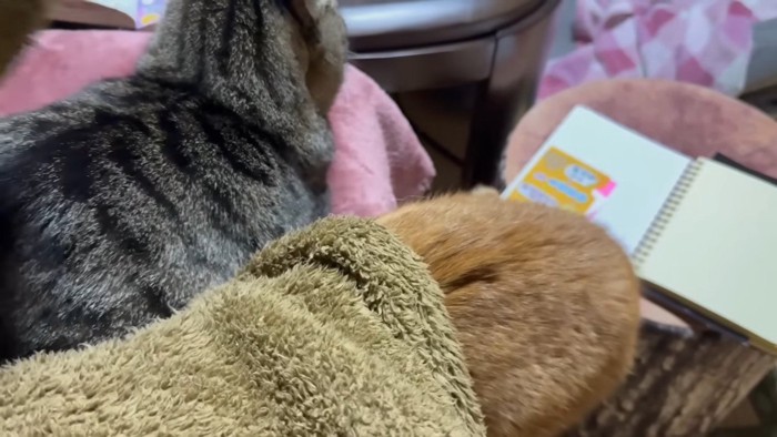 もぐる月ちゃん