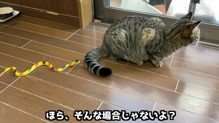 外を見る猫