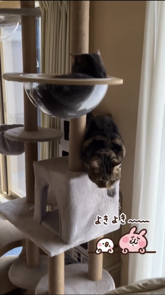 キャットタワーにいる2匹の猫