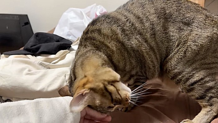 飼い主にすり寄る猫