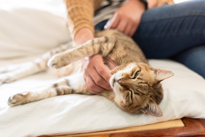 横たわる猫