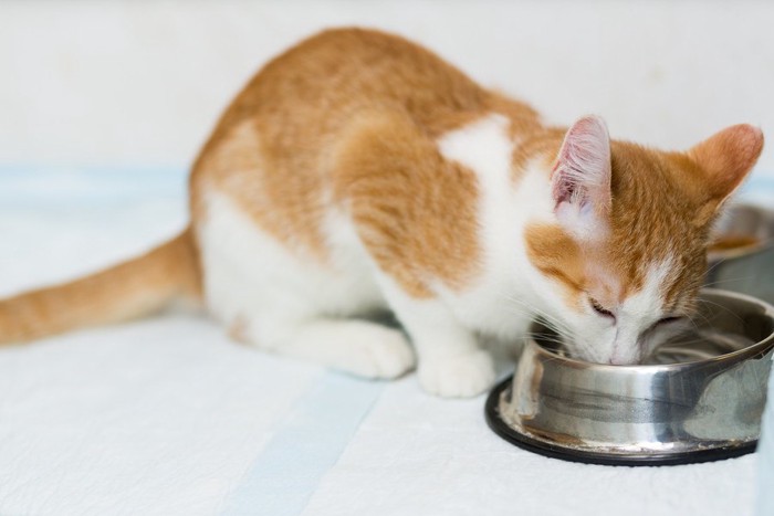 水を飲む猫ちゃん