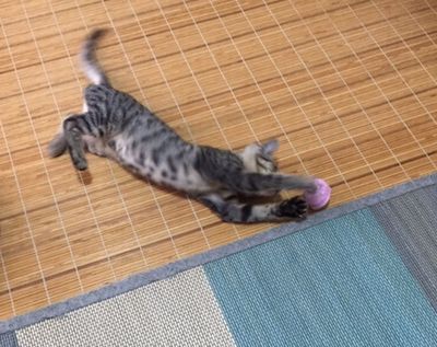 ボールを掴んでいる猫