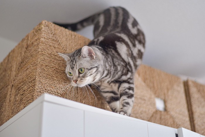 高いところで冒険する猫