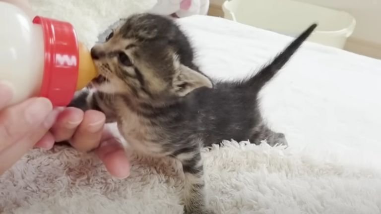 ミルクを飲んでいる子猫