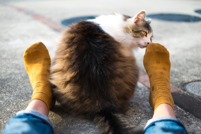 足を嗅ぐ猫
