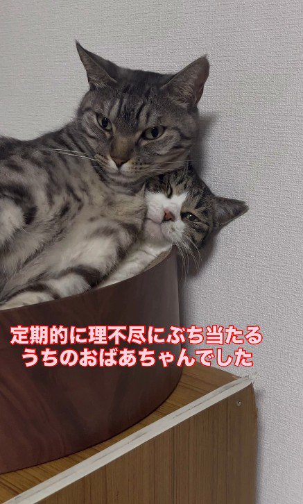 猫用ベッドの中の2匹の猫